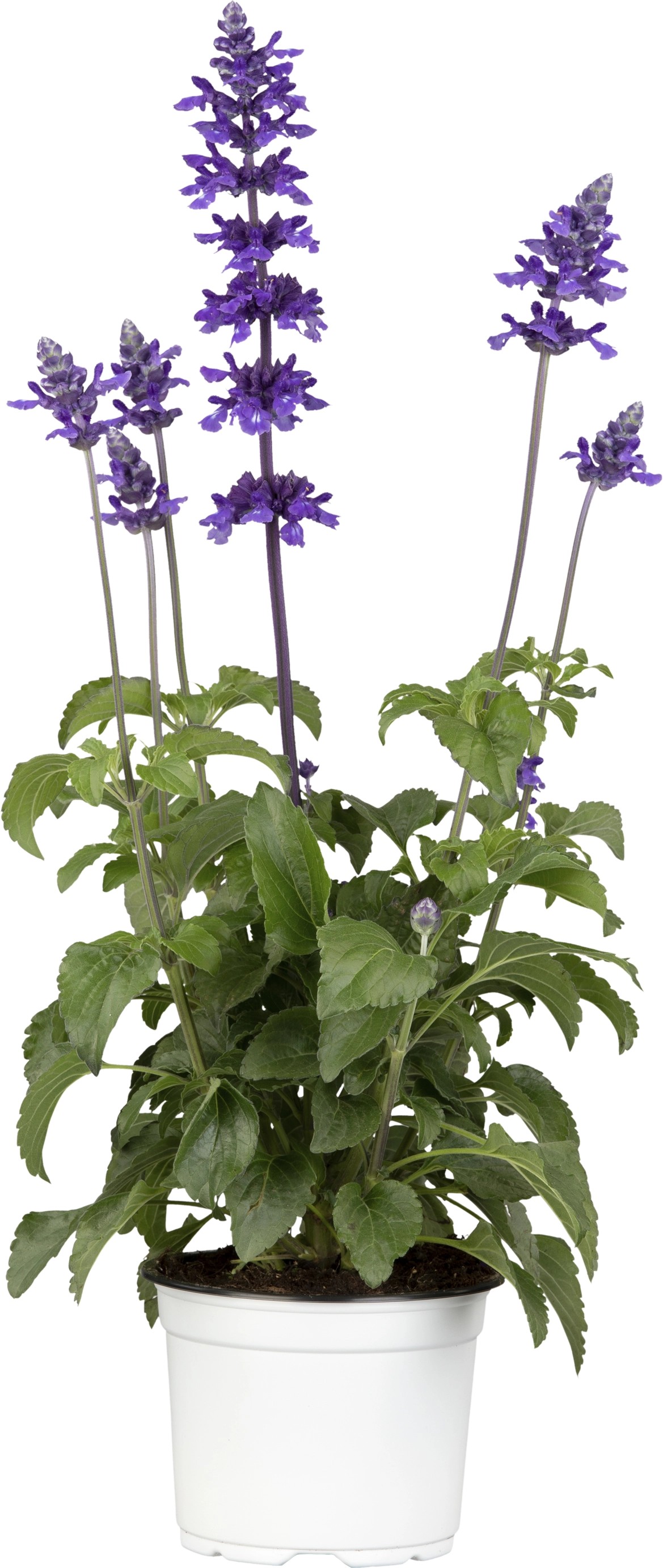 Gartensalbei "Mystic Spires Blue" TopfØ ca. 13 cm Salvia farnaceae