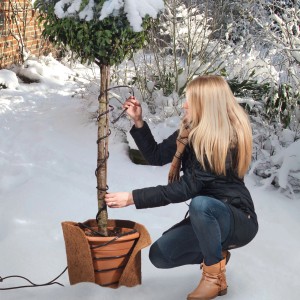Frau befestigt Videx Garden Heizkabel mit Temperaturregler an Kübelpflanze im Winter.