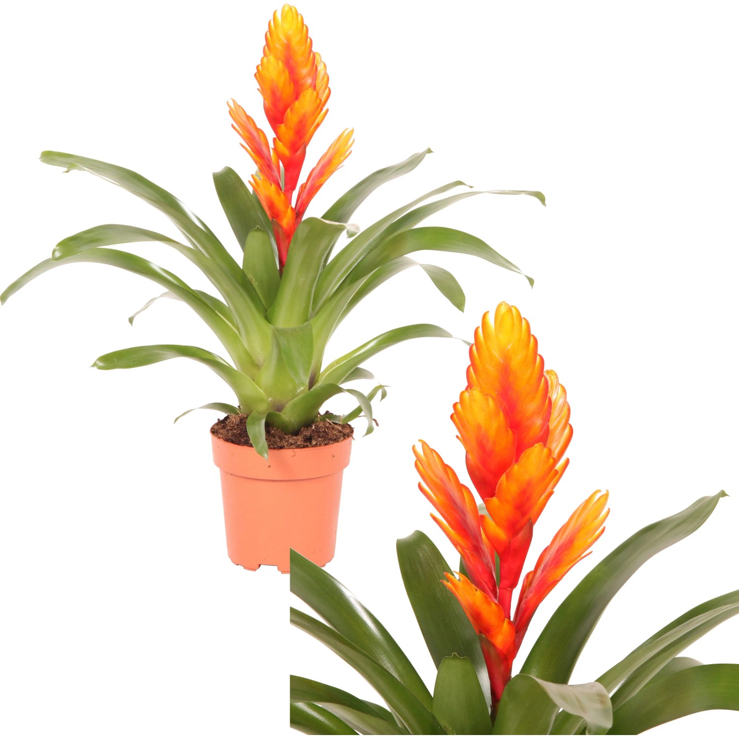 Vriesea Intenso im Topf, eine exotische Blühpflanze mit orange-roten Hochblättern.