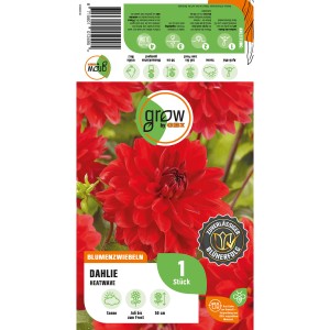 Verpackung GROW by OBI Dahlie Heatwave, rote Dahlienblüte, ca. 50cm hoch.