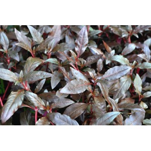 Dennerle Aquariumpflanze Alternanthera Reineckii Rot, rötliche Blätter.