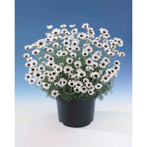 GROW by OBI Marokkanische Gänseblümchen im Topf, weiße Blüten mit dunkler Mitte.