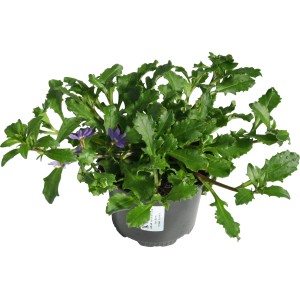 GROW by OBI Fächerblume im Topf, lila Blüten und grüne Blätter. Hängepflanze für Beet und Balkon.