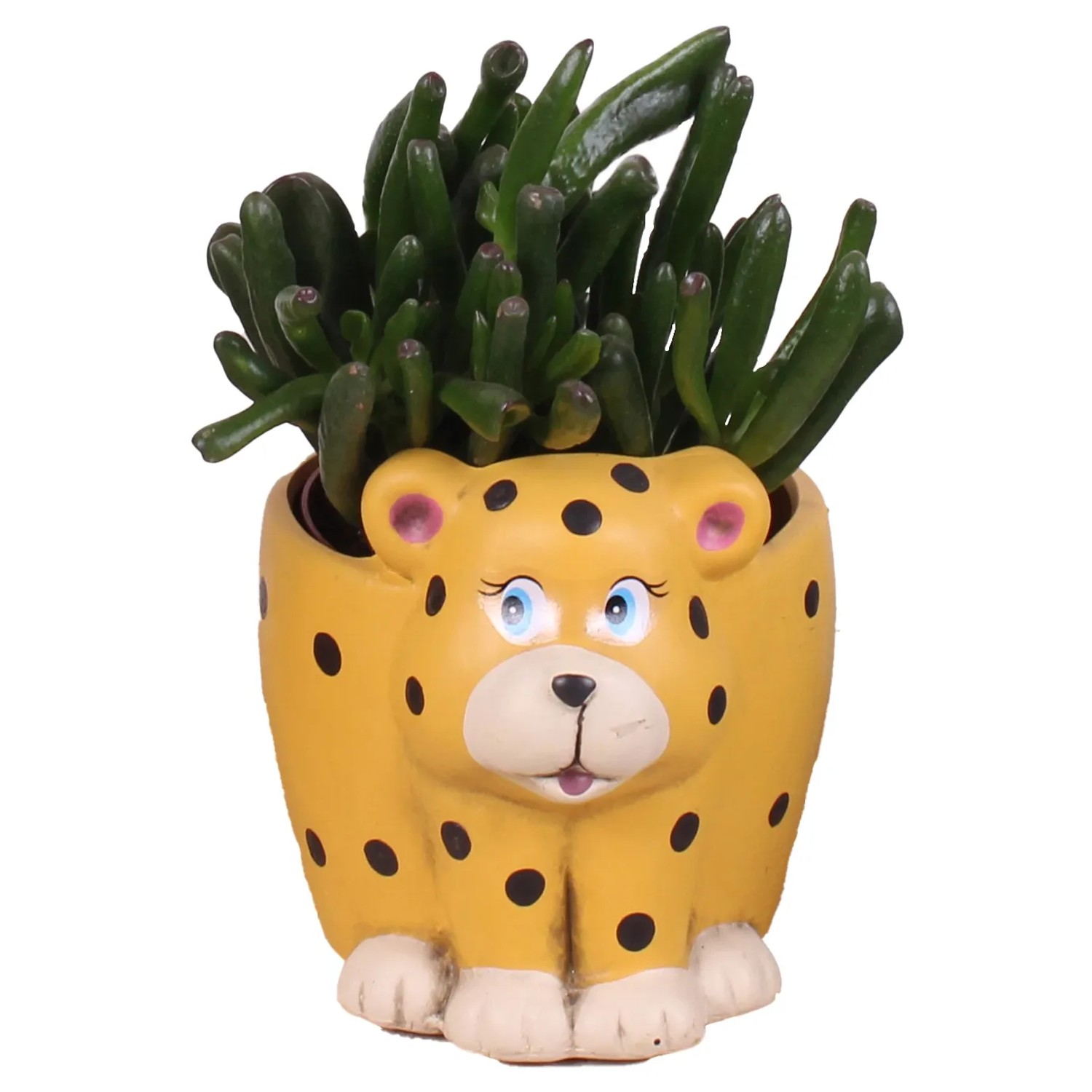 Sukkulente im gelben Tier-Gefäß (Leopard-Design), Topf-Ø ca. 13 cm.