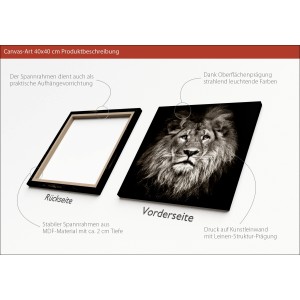 Leinwandbild Basic: Löwenkopf, 40x40 cm. Wandbild mit edlem Tiermotiv für Wohnräume.