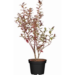 OBI Heidelbeere "Elisabeth" Höhe ca. 30 cm - 40 cm Topf ca. 3 l Vaccinium