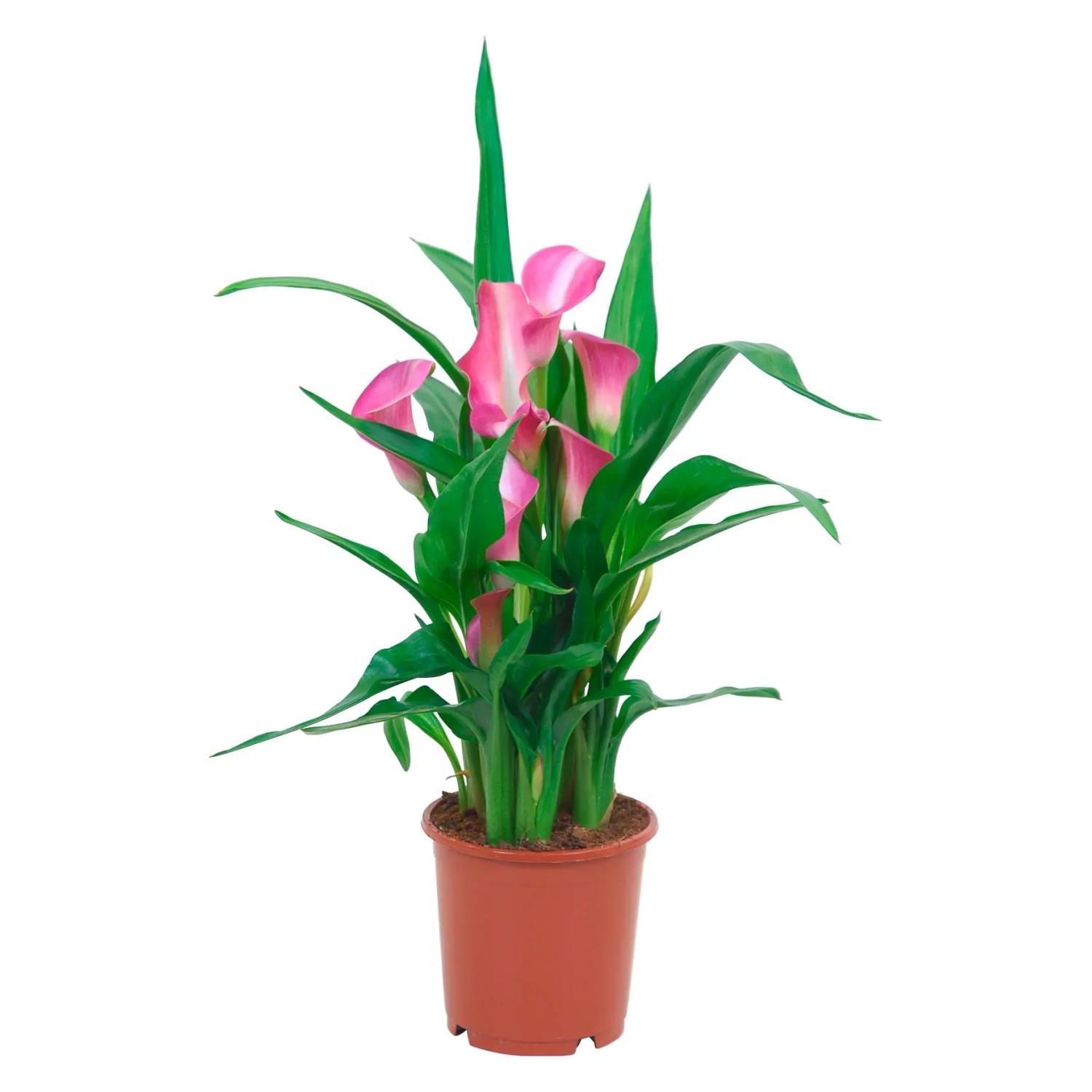 zimmerpflanze groß kaufen Geigenfeige (Ficus lyrata) XXL-Größe kaufen