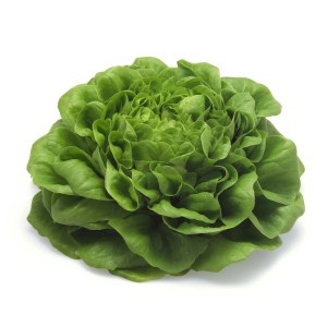 Frischer, grüner Blu Bio-Pflücksalat (Lactuca) im Topf, ideal für Salat.