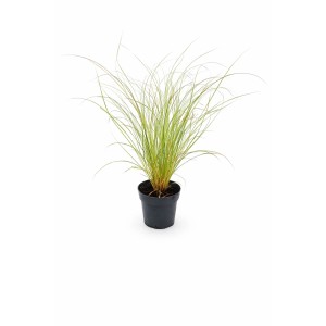 Neuseeland-Segge 'Prairie Fire' im Topf: Ziergras mit bronzefarbenem Laub für Beet und Garten.