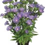 Kornblumenaster Mels Blue im Topf, violette Blüten der Stokesia laevis.