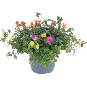 GROW by OBI Portulakröschen 'Nano Tricolor Trio' im Topf mit gelben, pinken und orangen Blüten.