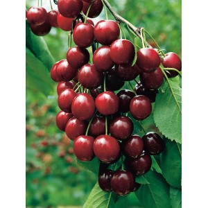 GROW by OBI Bio Sauerkirsche "Morellenfeuer" Dunkelrot ca. 120-140 cm Topf ca.7l