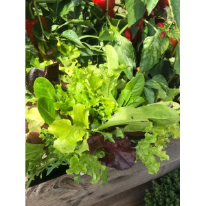 Frischer Blu Bio-Schnittsalat im Topf, verschiedene Blattsorten und Farben.