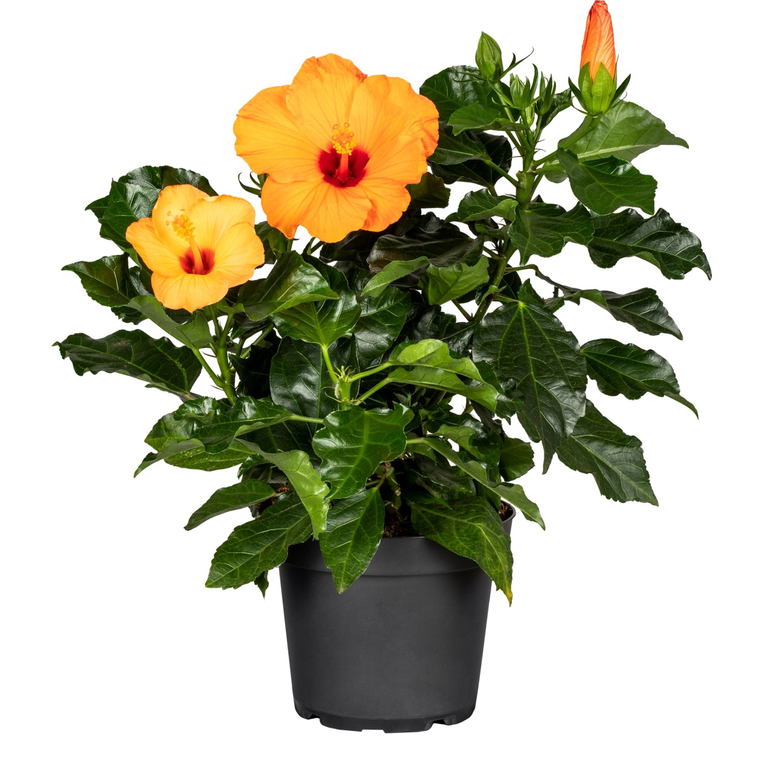 Roseneibisch Premium H ca. 50 60 cm Topf ca. 4,6 l Hibiscus syriacus