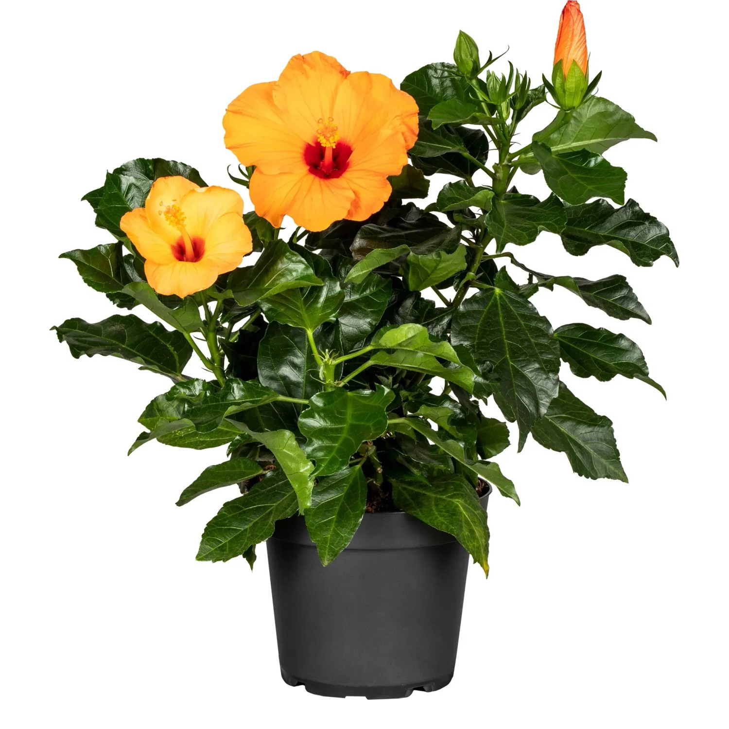 Roseneibisch Premium H ca. 50 - 60 cm Topf ca. 4,6 l Hibiscus syriacus  kaufen bei OBI