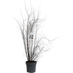 Prachtspiere Weiß im Topf, ca. 100-125cm hoch, Spiraea vanhouttei.