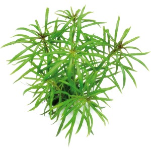 Dennerle Aquariumpflanze Pogostemon Stellatus Spec. mit grünen, sternförmigen Blättern.
