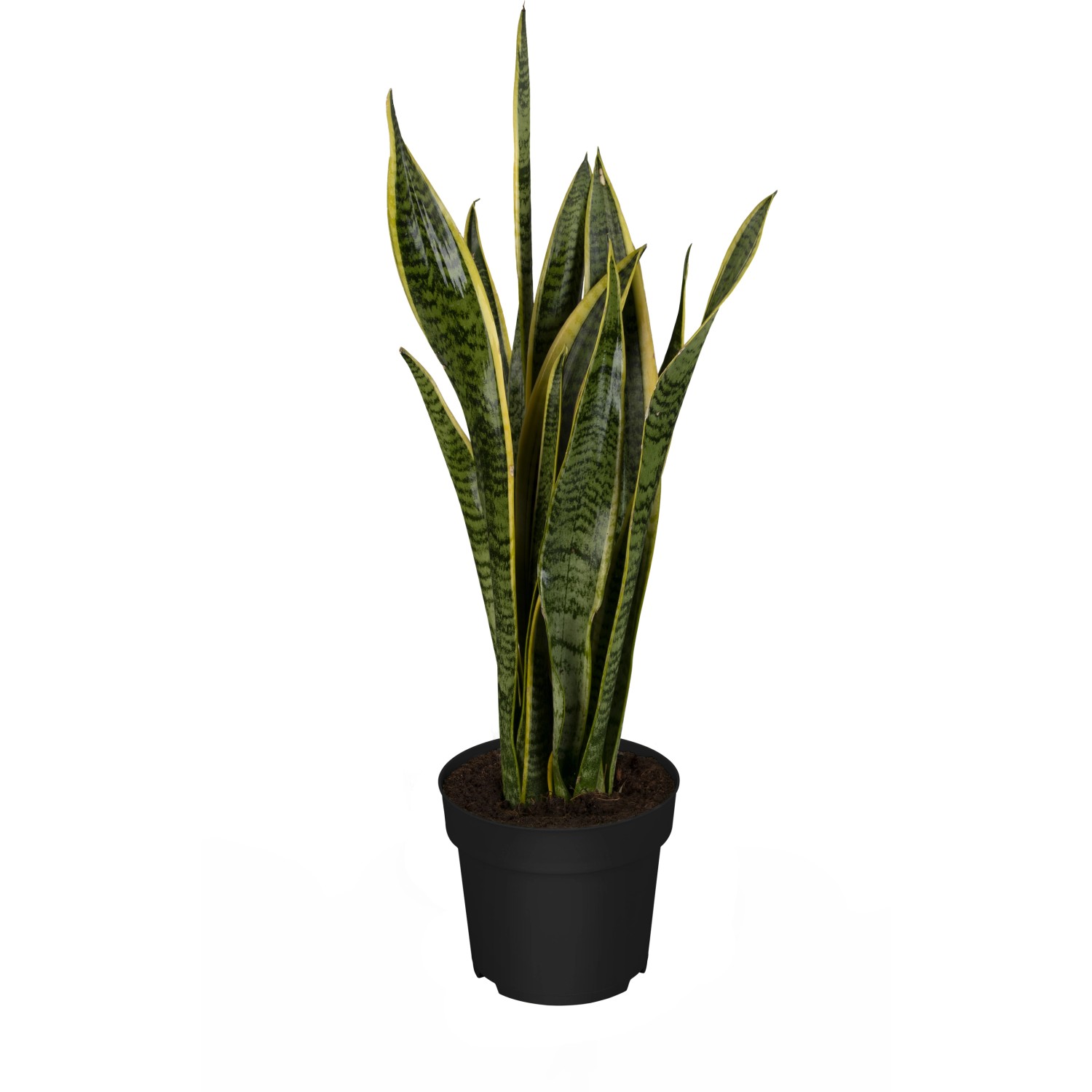 strelitzia zimmerpflanze Große Strelitzie | Strelitzia nicolai main image 0