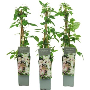 Berg-Waldrebe "Marjorie" Pink Höhe ca. 40 - 60 cm Topf ca. 2 l Clematis montana