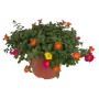 Portulakröschen im Topf, Hängepflanze mit bunten Blüten (gelb, orange, pink).