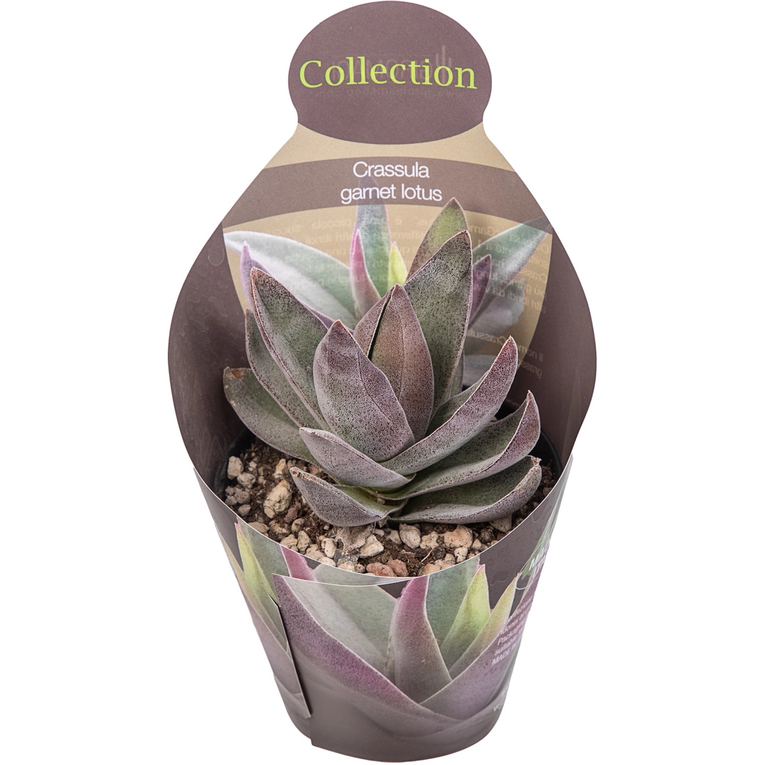 Giromagi Sukkulente Crassula Garnet Lotus im Topf, ca. 15-20 cm hoch.