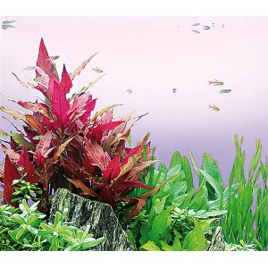 Aquarium mit Dennerle Plants Alternanthera Reineckii Rot und anderen Aquariumpflanzen.