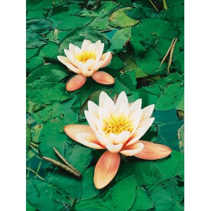 Seerose "Aurora" Kupfer Topf-Ø ca. 11 cm Nymphea