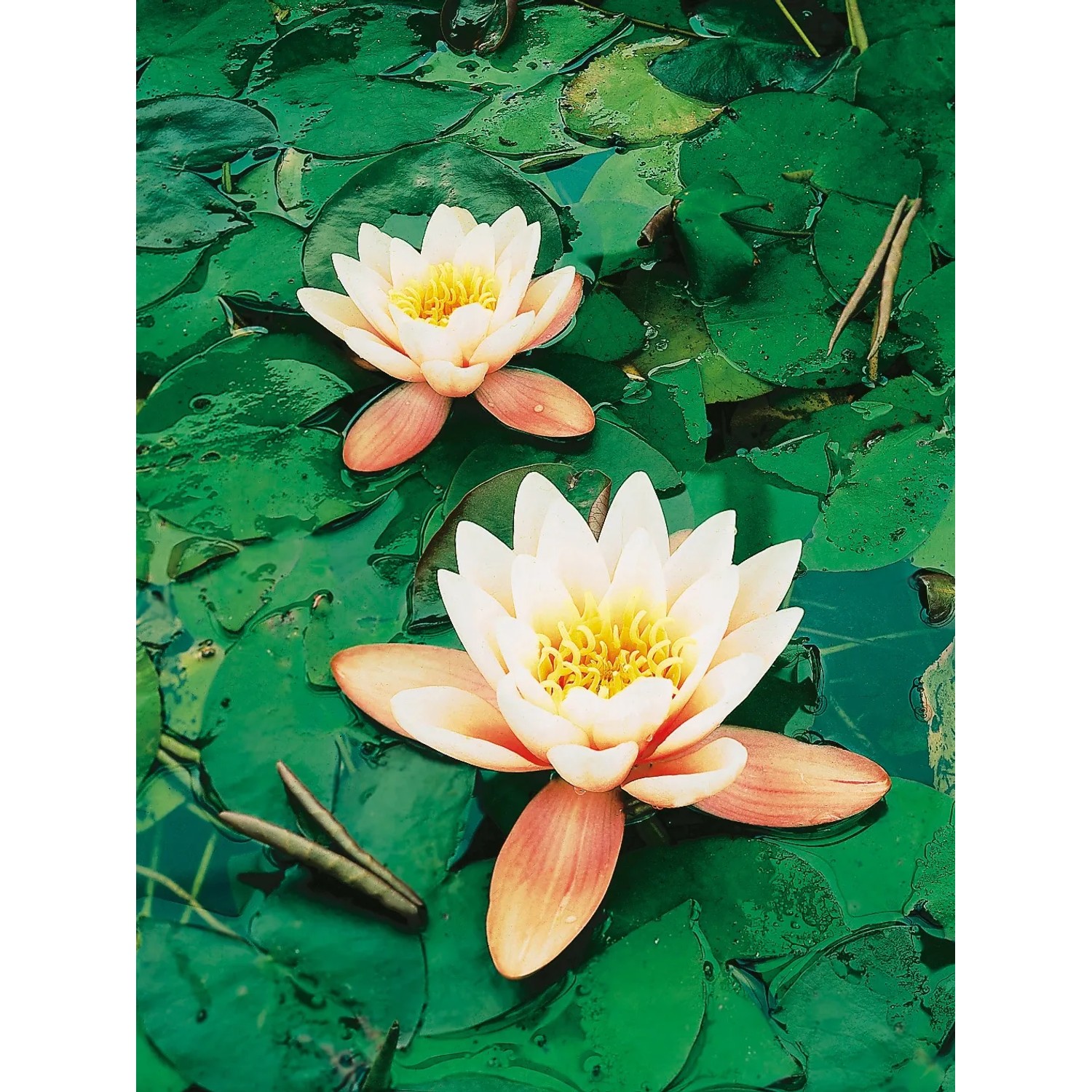 schleierkraut herz knstlich Herz aus Schleierkraut & Naturgrn  Handgemachte Deko zum Aufhngen   Blumenwerkstatt