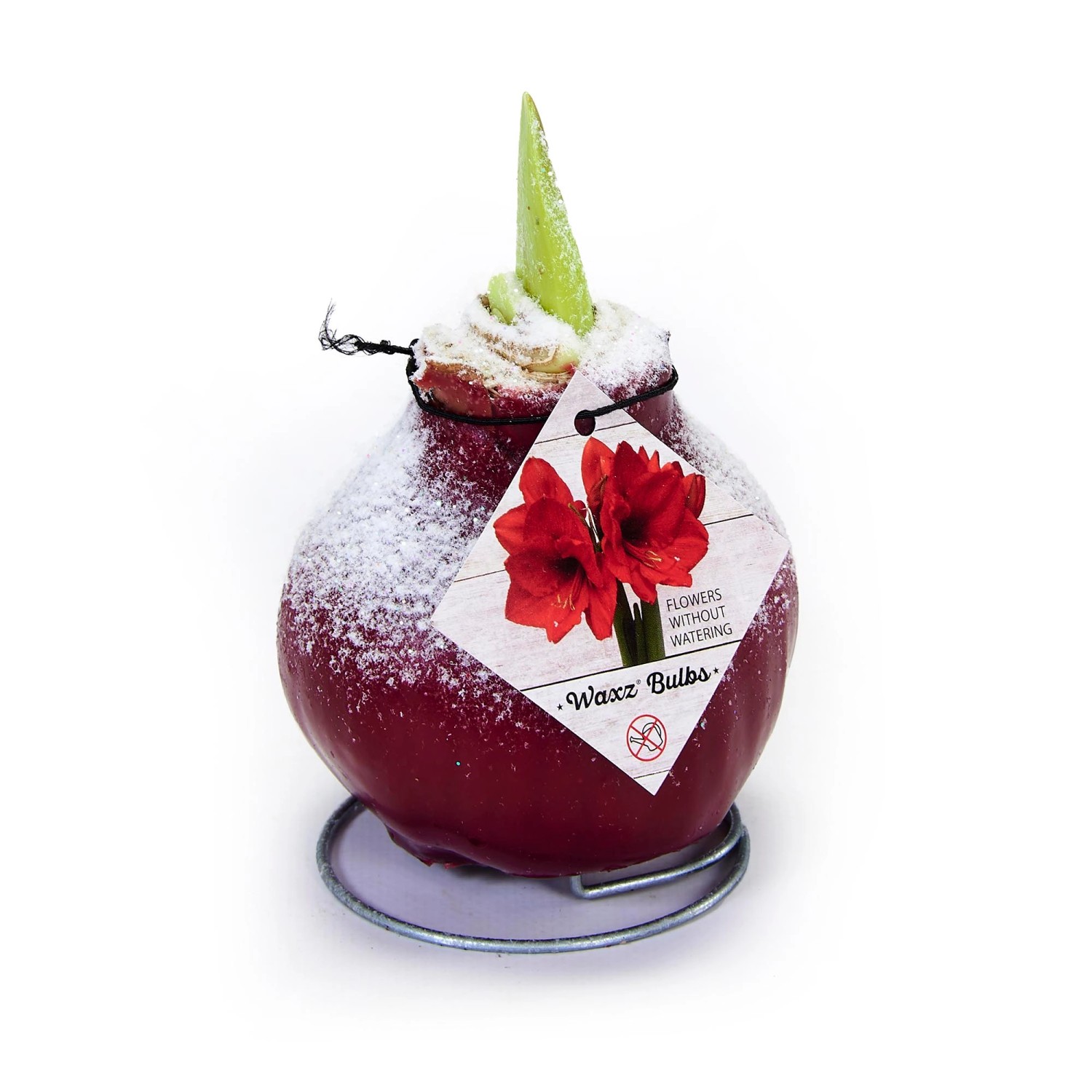 Blumenzwiebel WachsAmaryllis Snow Line Bordeaux kaufen bei OBI
