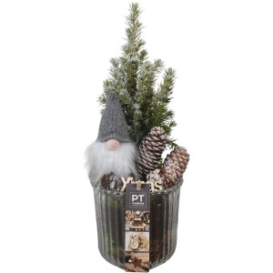 Winterliches Fichten-Arrangement im Glastopf Topf-Ø ca. 12 cm