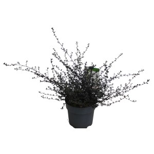 Säckelblume Blue Sapphire im Topf, ca. 20-30 cm hoch. Immergrünes Ziergehölz.