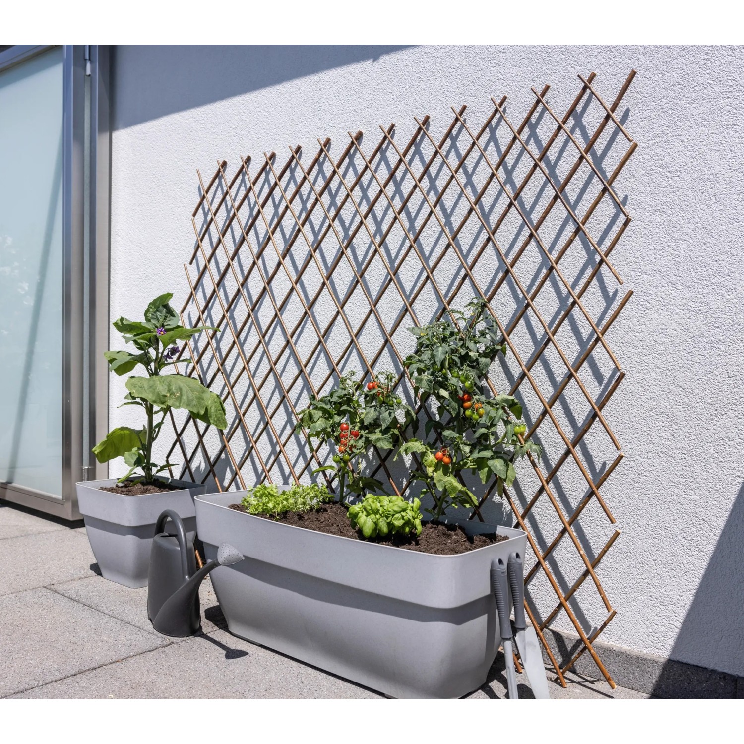 strelitzia augusta xxl Kombi-Deal XXL- Kentia, Strelitzia Augusta Mehrfachstamm, Areca