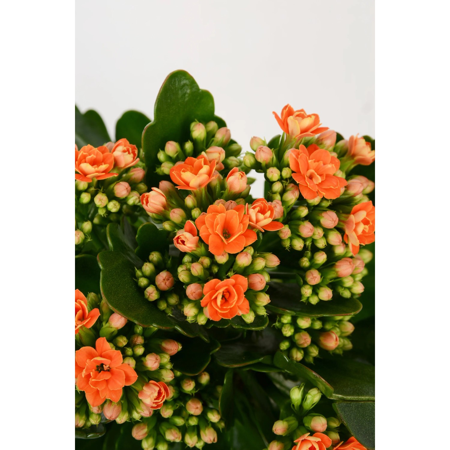 GROW by OBI Flammendes Kthchen Rosalina Orange Hhe ca. 12 -17 cm Topf  9  cm kaufen bei OBI