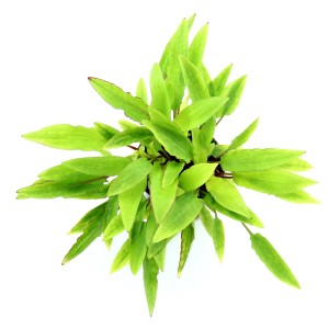 Dennerle Aquariumpflanze Cryptocoryne affinis Dark Orange, Zwergspeerblatt für den Mittelgrund.