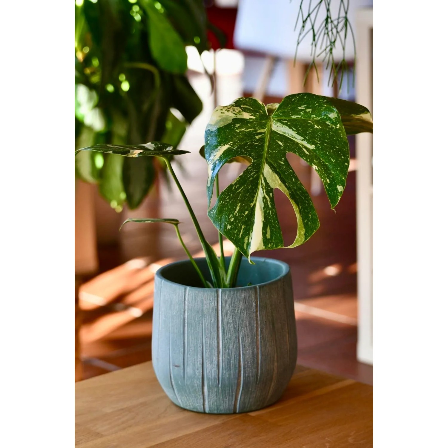 philodendron micans giftig Philodendron micans – Foliage Factory main image 1