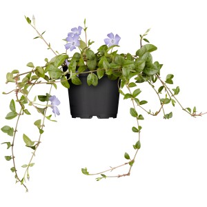 Kleinblättriges Immergrün Bowles Violett im Topf, Vinca minor mit violetten Blüten.