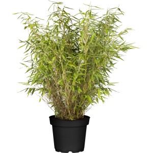 Heckenbambus "Jumbo" Set à 60 Stück Höhe ca. 60 - 80 cm Fargesia murielae