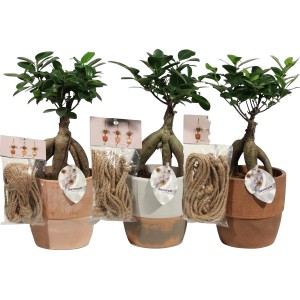 Ficus Ginseng in Keramik-Ampel, Topf ca. 12cm, verschiedene Farben.