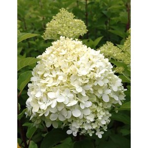 Rispenhortensie Limelight mit weißen Blüten im Topf. Hydrangea paniculata.