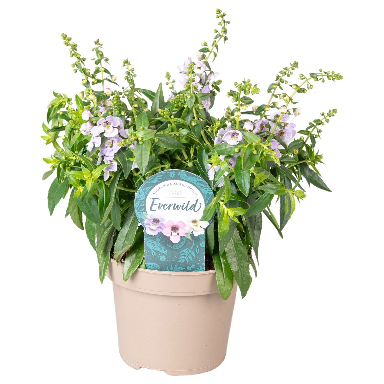 Engelsgesicht in Farben Höhe ca. 20 30 cm TopfØ ca. 12 cm Angelonia