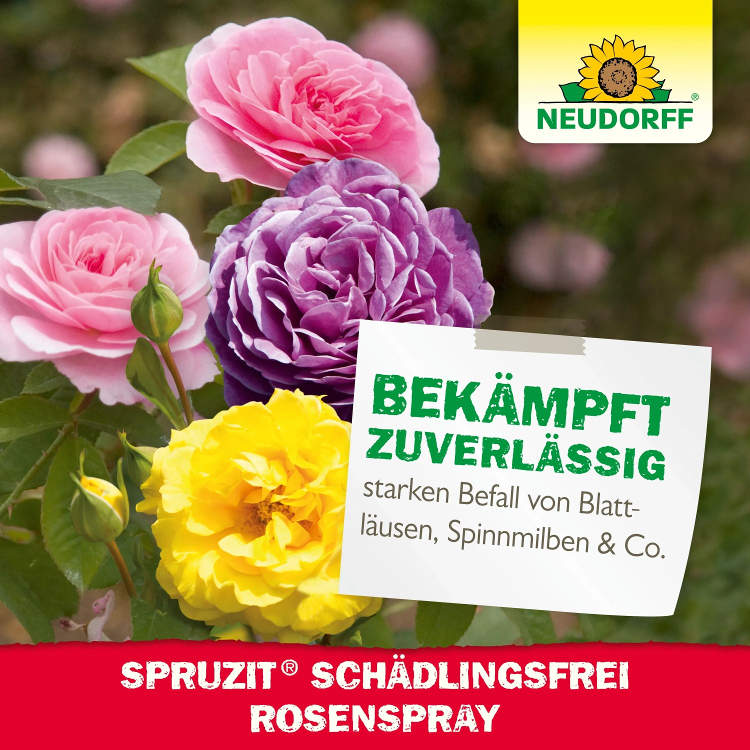 Neudorff Spruzit AF RosenSpray mit Rosen in Gelb, Rosa und Lila. Bekämpft zuverlässig Schädlinge.