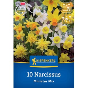 Kiepenkerl Miniatur-Narzissen Mischung, 10 Blumenzwiebeln in Gelb, Orange und Weiß.