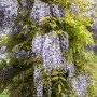 Blühender GROW by OBI Blauregen Mix (Wisteria) mit violetten, rosa und weißen Blüten.