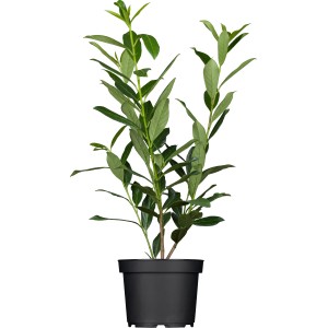 Kirschlorbeer Caucasica im Topf, ca. 80-100cm hoch. Ideal als Heckenpflanze.