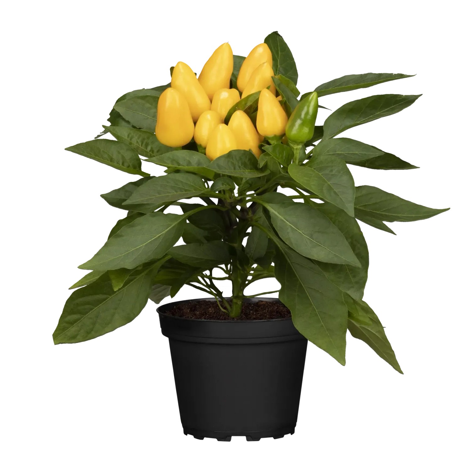 Beetpflanze Zierpaprika Topf- ca. 11 cm Capsicum annuum kaufen bei OBI
