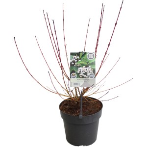 Tatarischer Hartriegel Wintersun im Topf, ca. 30-50 cm hoch, mit roten Zweigen.