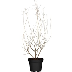 Blauraute Blue Spire im Topf, eine winterharte Staude für sonnige Standorte.