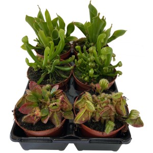 Fleischfresser Raritäten Mix im Topf (Ø 9cm) mit verschiedenen fleischfressenden Pflanzen.