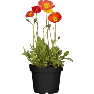 GROW by OBI Mohn 22 cm Papaver