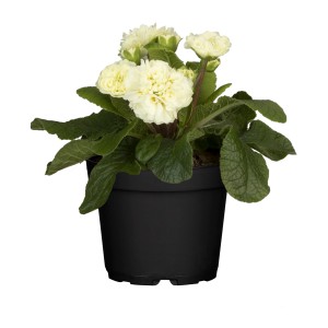 Rosenprimel Belarina Cremeweiss im Topf, eine elegante Frühjahrsbepflanzung mit gefüllten, cremefarbenen Blüten.